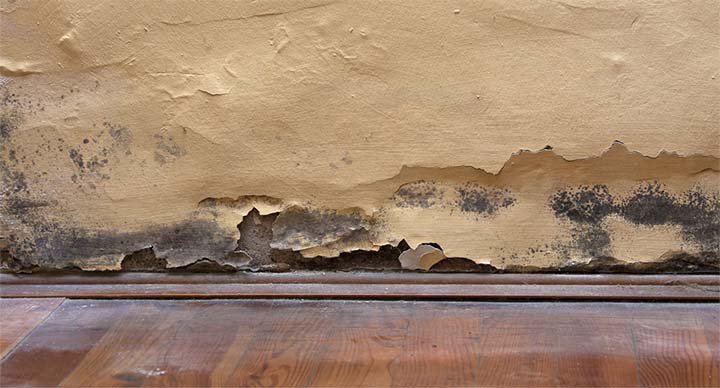 Schimmel im Haus